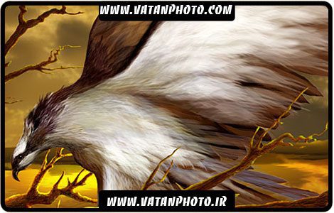 طرح گرافیکی بسیار جذاب شاهین نشسته روی شاخه+ psd
