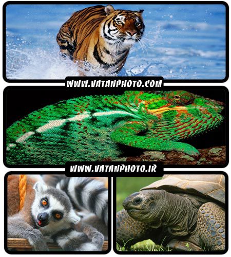 عکس های بسیار جذاب از انواع حیوانات با کیفیت بالا