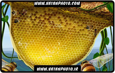 طرح گرافیکی از کندو و زنبور عسل کاملا لایه باز+ psd