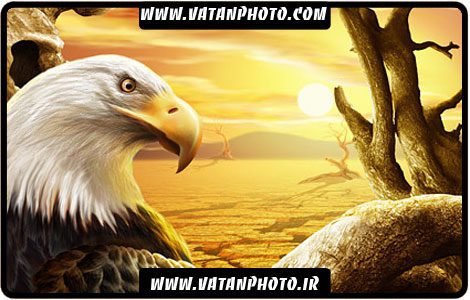 طرح گرافیکی از نمای نزدیک عقاب در بیابان کاملا لایه باز+ psd