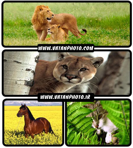 مجموعه عکس های جذاب و با کیفیت از حیوانات