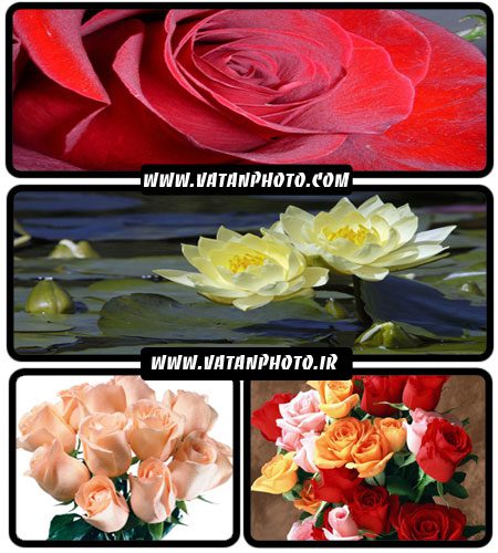 مجموعه عکس های فوق العاده جذاب از انواع گل