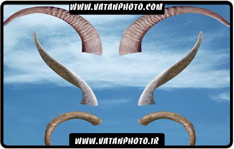 مجموعه 6 مدل گوناگون از شاخ حیوانات