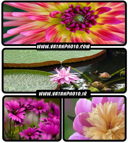 مجموعه عکس های جذاب از گل های رنگارنگ در سایز HD