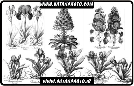 براش بسیار جذاب از گل های فانتزی با کیفیت بالا