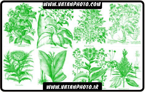 براش بسیار فانتزی از گل ها جذاب با کیفیت بالا