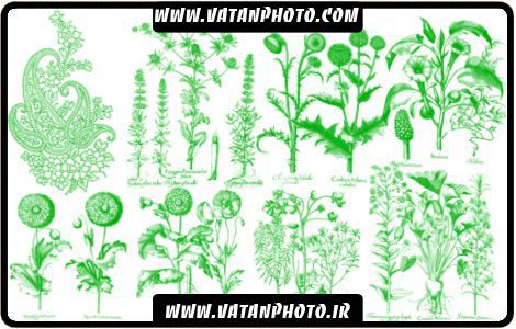 براش از گل های بسیار با کیفیت و فانتزی