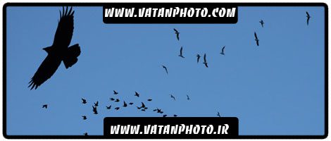 براش پرندگان در حالت های گوناگون پرواز