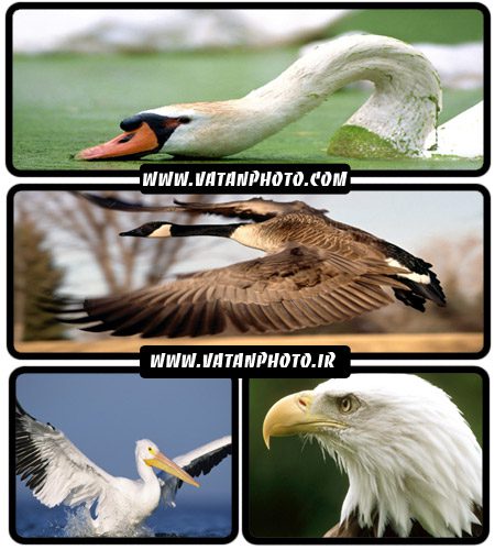 عکس های جذاب از پرندگان با کیفیت بالا+ wallpaper