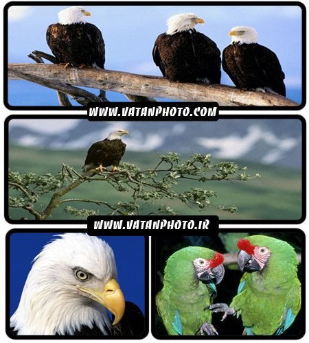 عکس های بسیار جذاب از انواع پرندگان+ wallpaper