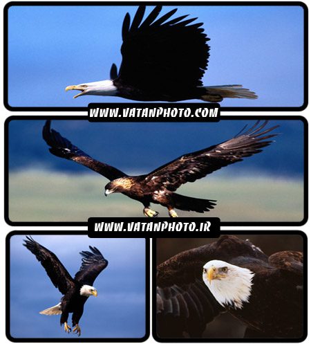 عکس از انواع حیوانات و پرندگان با کیفیت بالا+ wallpaper