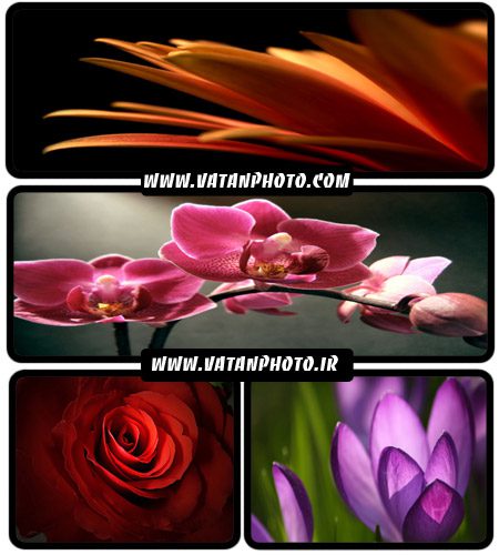عکس های فوق العاده جذاب از گل های رنگارنگ+ wallpaper