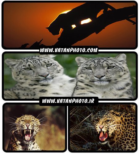 مجموعه عکس های با کیفیت از ببر+ wallpaper