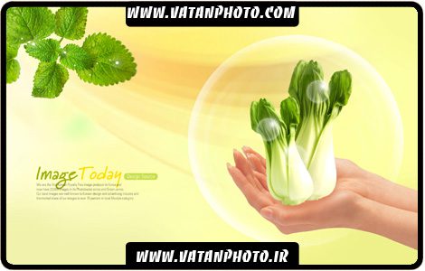 طرح تبلیغاتی فروشگاه های سبزیجات