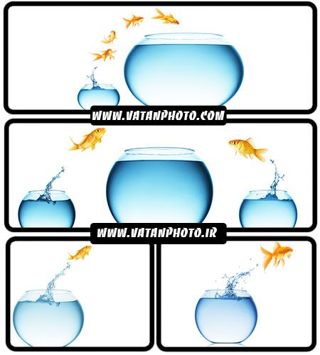 تصاویر آکواریوم و ماهی قرمز - شاتر استوک
