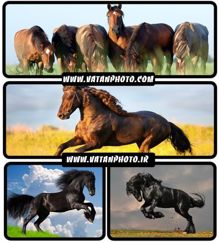 تصاویر زیبا از اسب - شاتر استوک