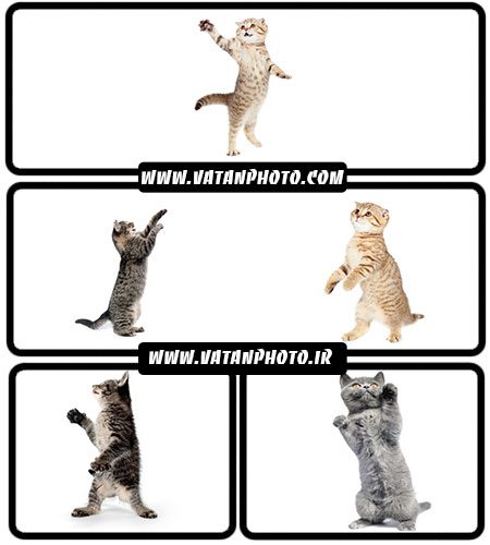 تصاویر گربه ایستاده روی دو پا - شاتر استوک
