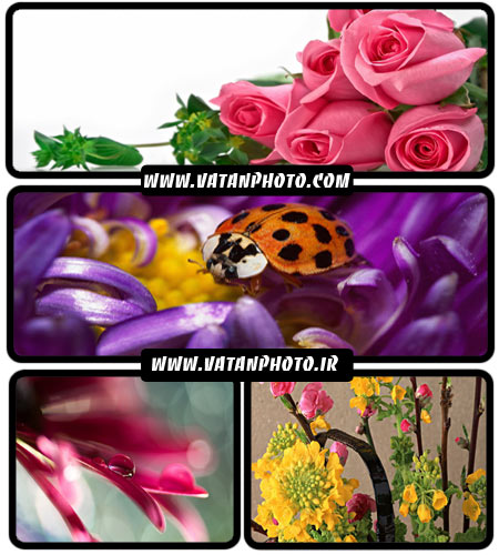 عکس های با کیفیت از انواع گل های گوناگون+ HD