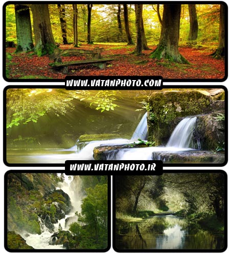 عکس های فوق العاده خیره کننده از جنگل های سرسبز+ HD