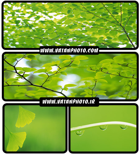 عکس های بسیار با کیفیت از برگ های سر سبز+ wallpaper