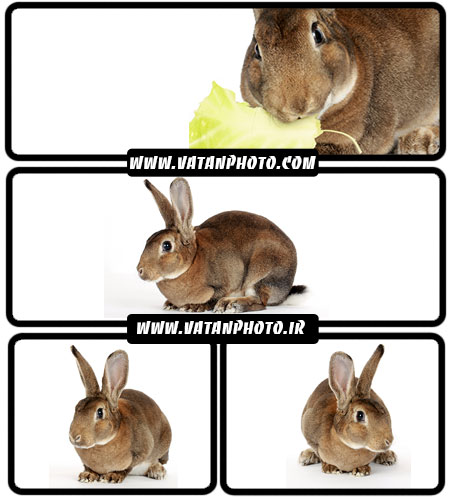 تصاویر خرگوش قهوه ای - شاتر استوک