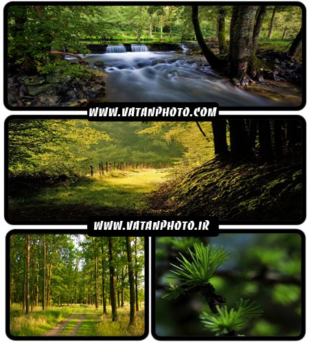 عکس های با کیفیت از جنگل های سرسبز با کیفیت بالا+ HD