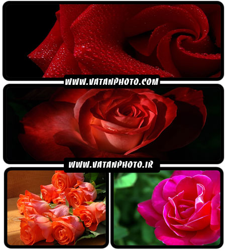 عکس های فوق العاده جذاب از گل رز با کیفیت بالا+ HD
