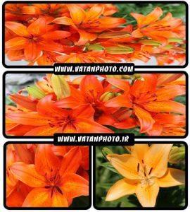 مجموعه عکس های بسیار جذاب از عکس های گل نارنجی+ HD