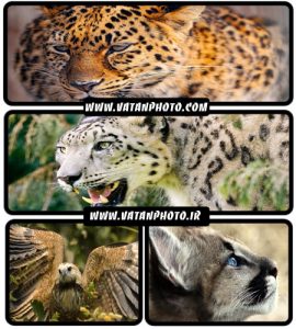 عکس های با کیفیت از حیوان های وحشی با کیفیت بالا+ HD