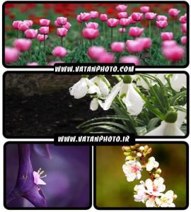 مجموعه عکس های بسیار جذاب از انواع گل+ HD