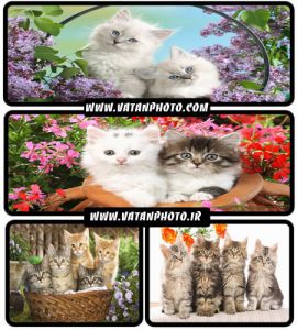 عکس های فوق العاده بامزه از گربه های زیبا+ wallpaper