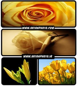 عکس های بسیار جذاب از گل های زرد با کیفیت بالا+ wallpaper