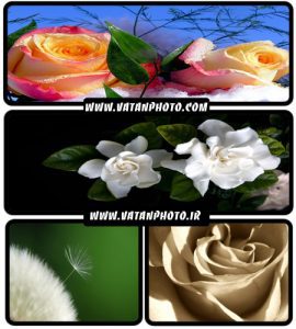 عکس های فوق العاده زیبا از گل های گوناگون+ wallpaper