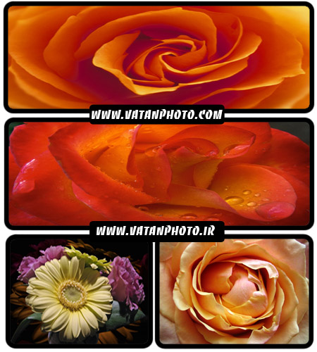عکس های با کیفیت از گل های رز در رنگ های گوناگون+ wallpaper