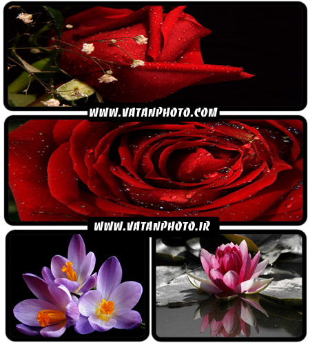عکس های فوق العاده جذاب از گل های رز و...+ wallpaper