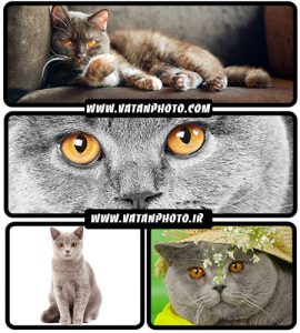 تصاویر جذاب از گربه های انگلیسی - شاتر استوک