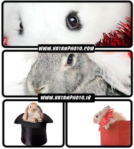 تصاویر خرگوش فانتزی - شاتر استوک