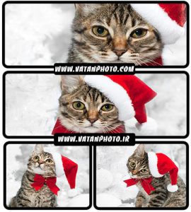 تصویر گربه با کلاه قرمز - شاتر استوک
