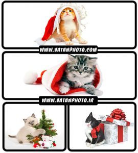 تصاویر گربه و کریسمس - شاتر استوک