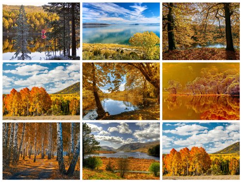مجموعه 50 عکس جنگل پاییزی 2560x1600